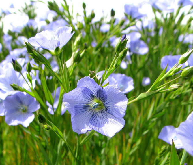 黄花菜